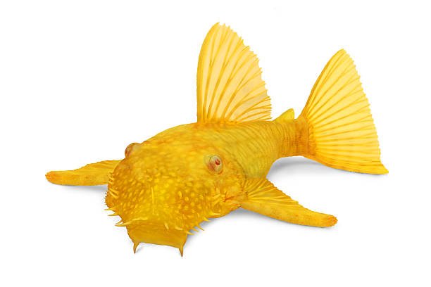 Golden Ancistrus pleco catfish Male albino Bristle-nose gold Ancistrus dolichopterus Plecostomus aquarium fish