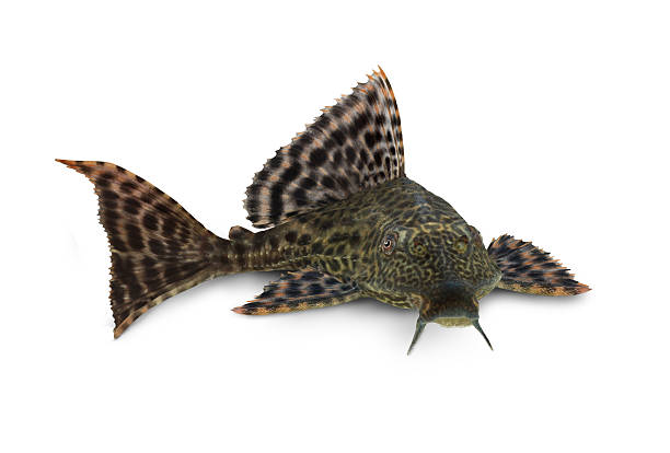 Pleco Catfish Hypostomus Plecostomus fish Pterygoplichthys pardalis aquarium fish isolated in white