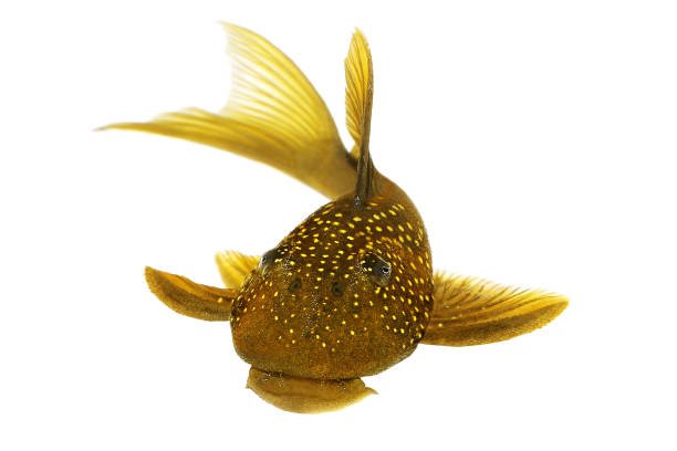 Green phantom pleco L200 Hemiancistrus subviridis aquarium fish